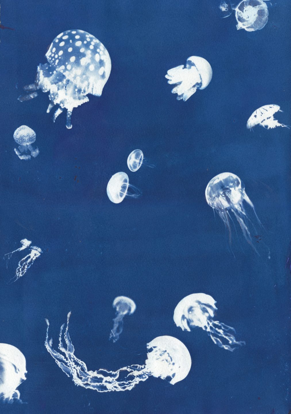jellyfishprint(SMALL)